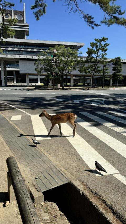 횡단보도를 건너는 어린 사슴.