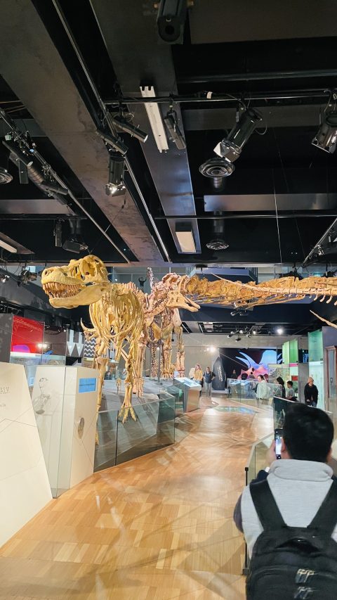 뭐였더라, 공룡뼈