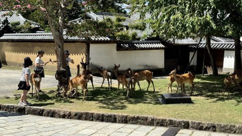 도다이지 안 어디서든 사슴을 볼 수 있다
