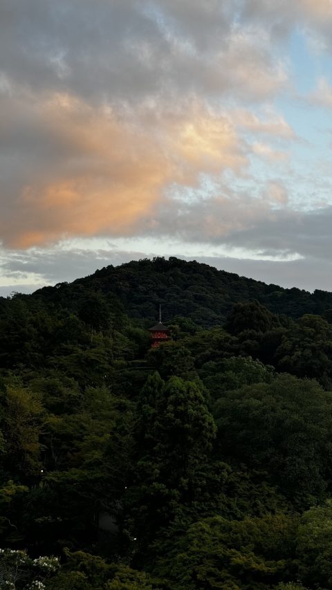 산 위에도 어느 신사 공간이 있나보다